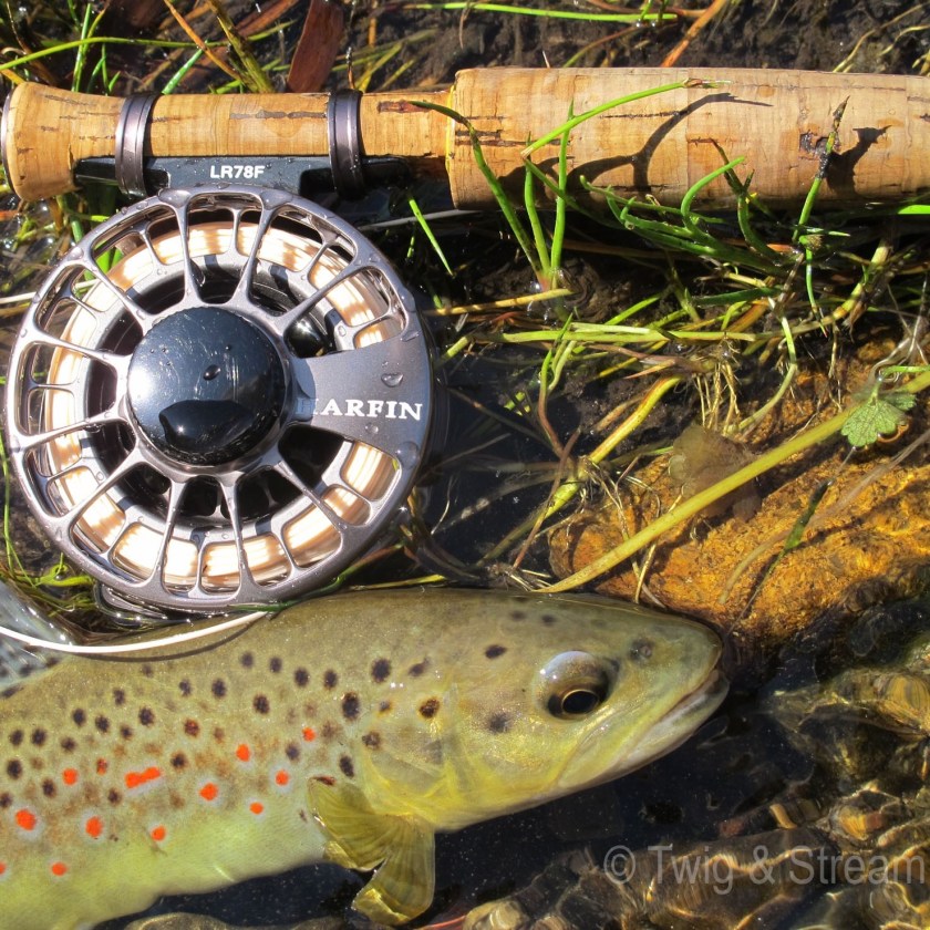 Picture of a brown trout and a fly fishing reel