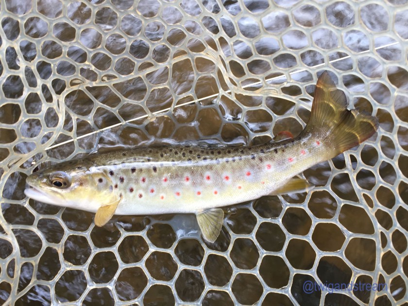Spotted wild brown trout.