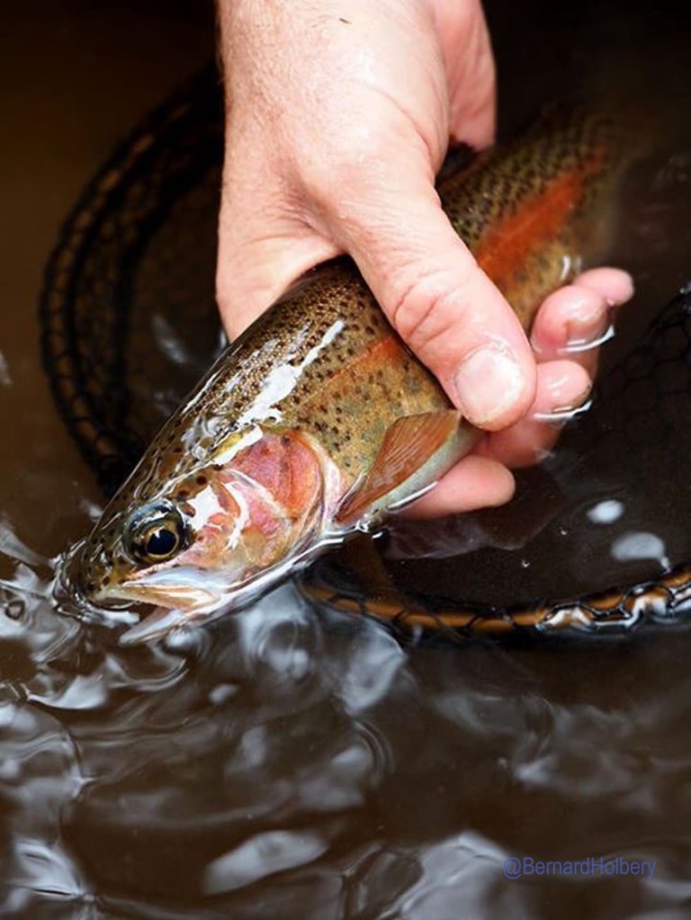 Hand holding a rainbow trout.