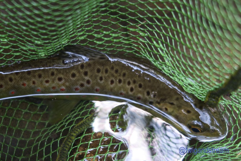 Brown trout in a flishing net