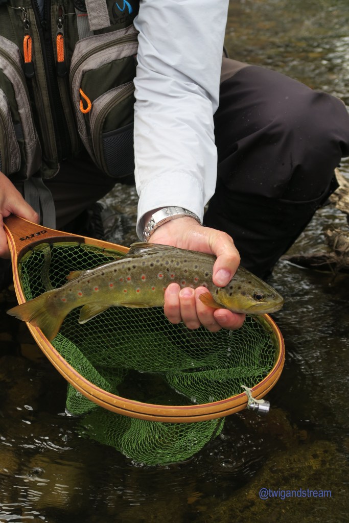 Beautifully marked wild brown trout with Ruby spots.