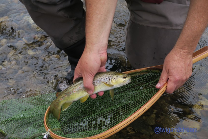 Brown trout, caught on a fly, and a man holding a net