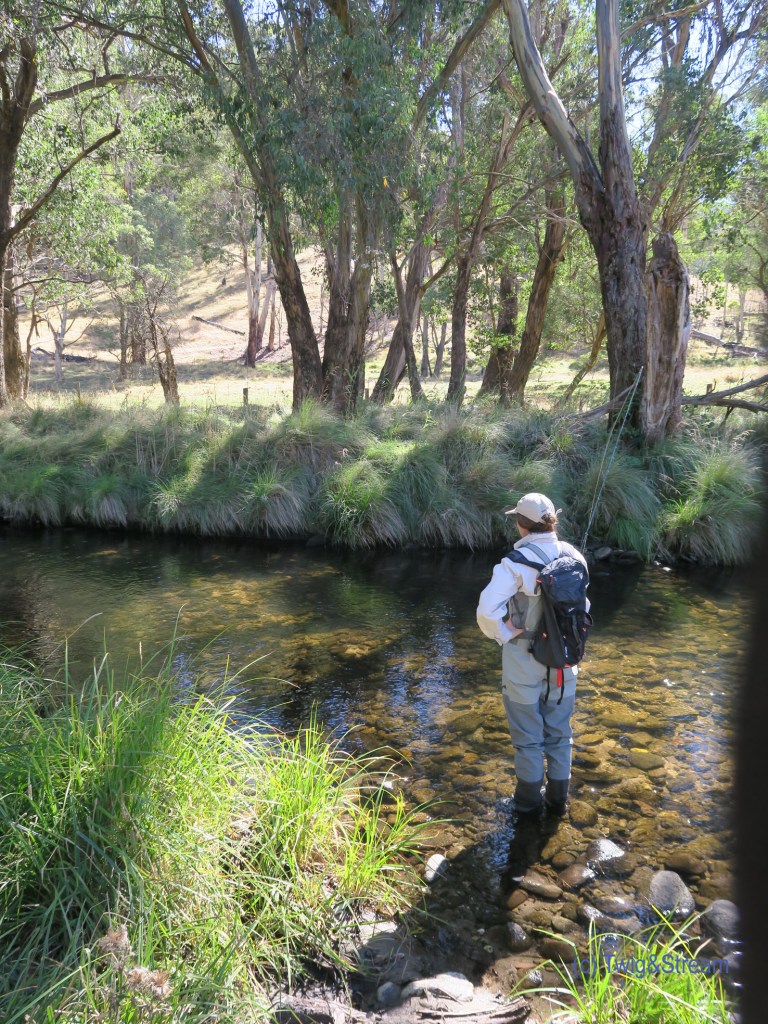 Watching the water for a rise