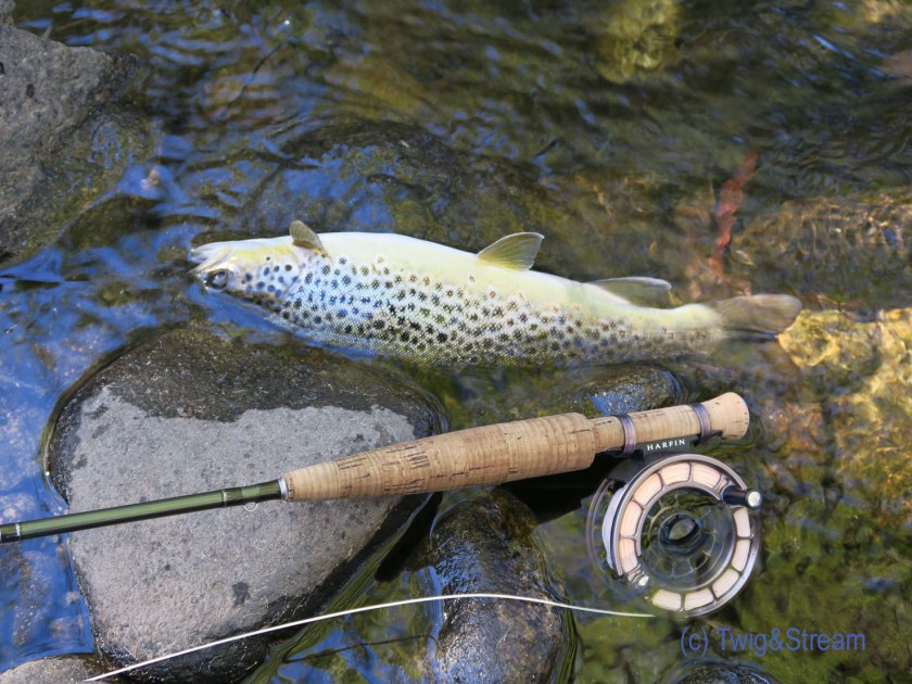 Brown speckled trout