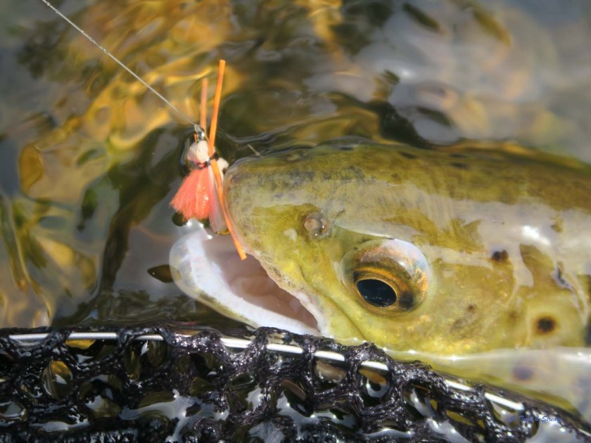 Wild Brown Trout fell to a Foam Hopper