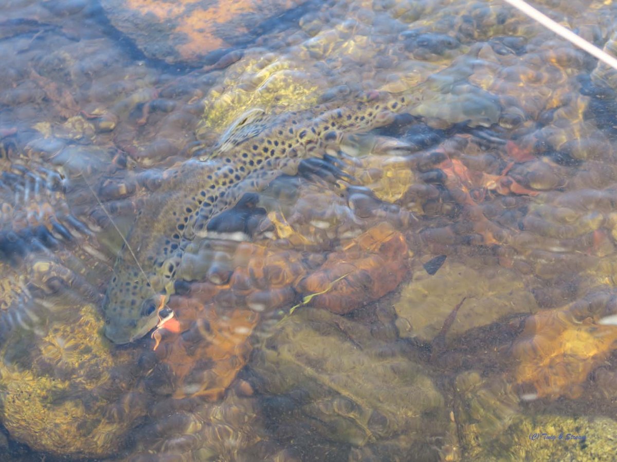 Wild Brown Trout with fly in its mouth