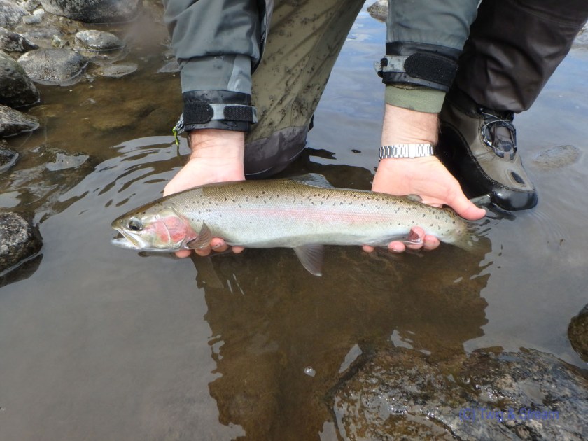 A long recovering rainbow trout caught fly fishing in the Tongariro