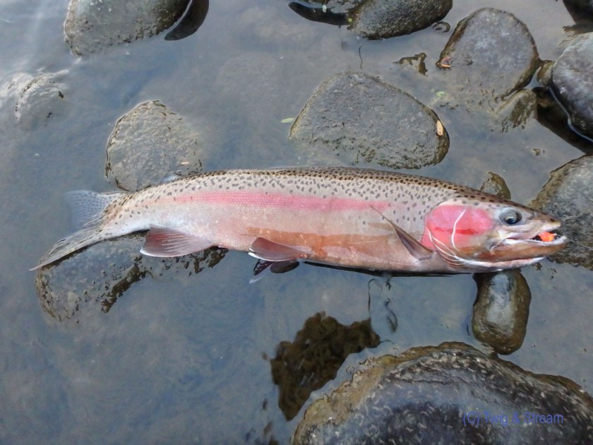 Globug and a Bright Jack Rainbow trout, caught fly fishing on the Tongariro