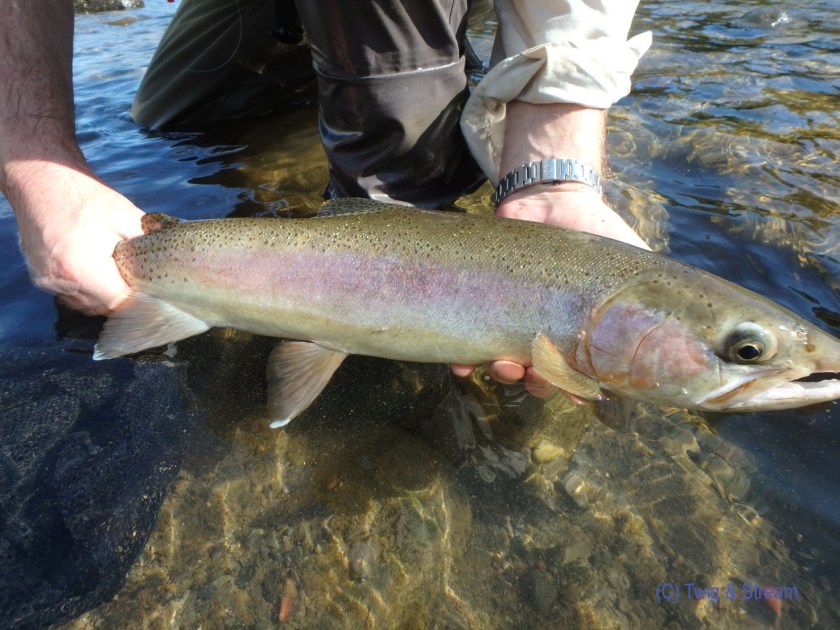 Image of a 4lb Rainbow that fell to a natura nymph