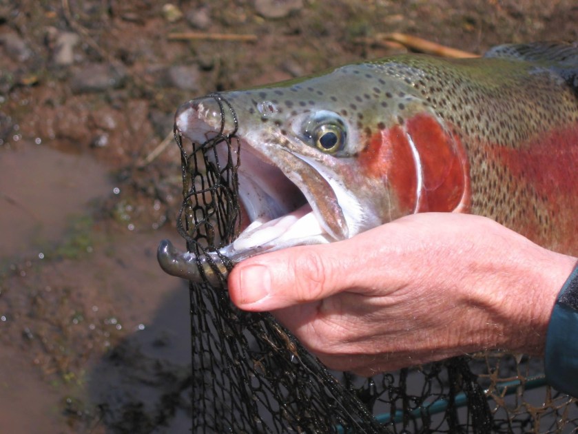 An Autumn caught jack rainbow